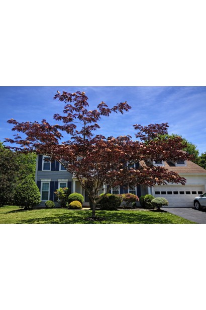 Акація ленкоранська Саммер Чоколайт в саду